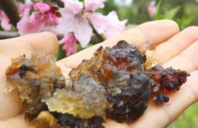 桃胶真的能美容养颜吗,桃胶是桃树的分泌物吗