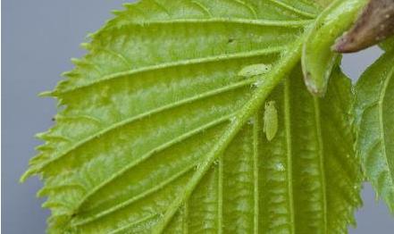 花椒水可以去除蚜虫吗,如何除去花椒树上的蚜虫