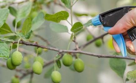 花椒水可以去除蚜虫吗,如何除去花椒树上的蚜虫