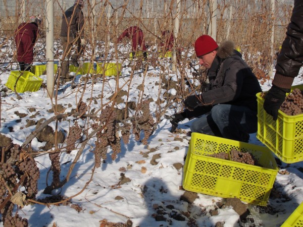 加拿大十大著名冰酒是什么,哪个国家酿造的冰酒好