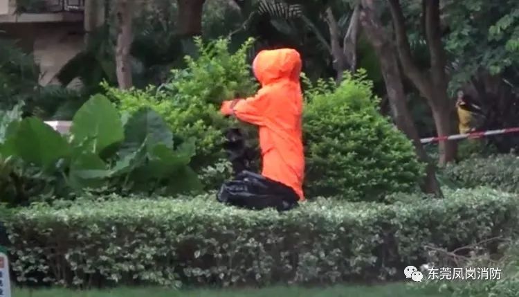 民宅惊现巨型马蜂窝消防安全处置,巨大马蜂窝惊现阳台消防摘除