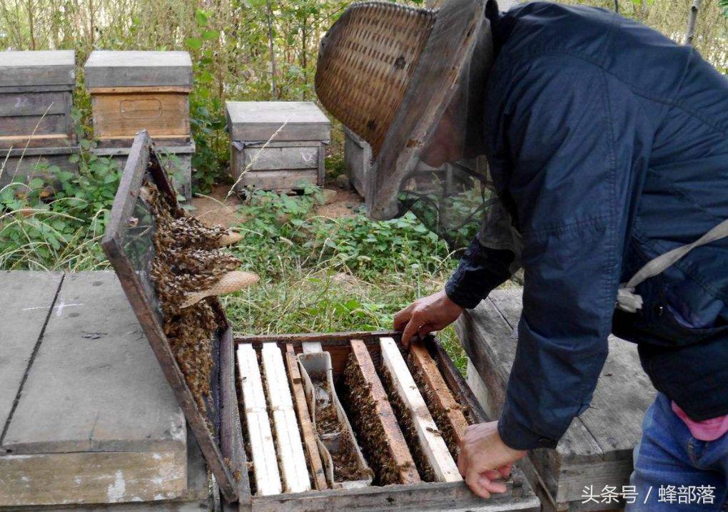 新手养蜂需要掌握哪些养蜜蜂技术,新蜂箱养蜜蜂的正确方法