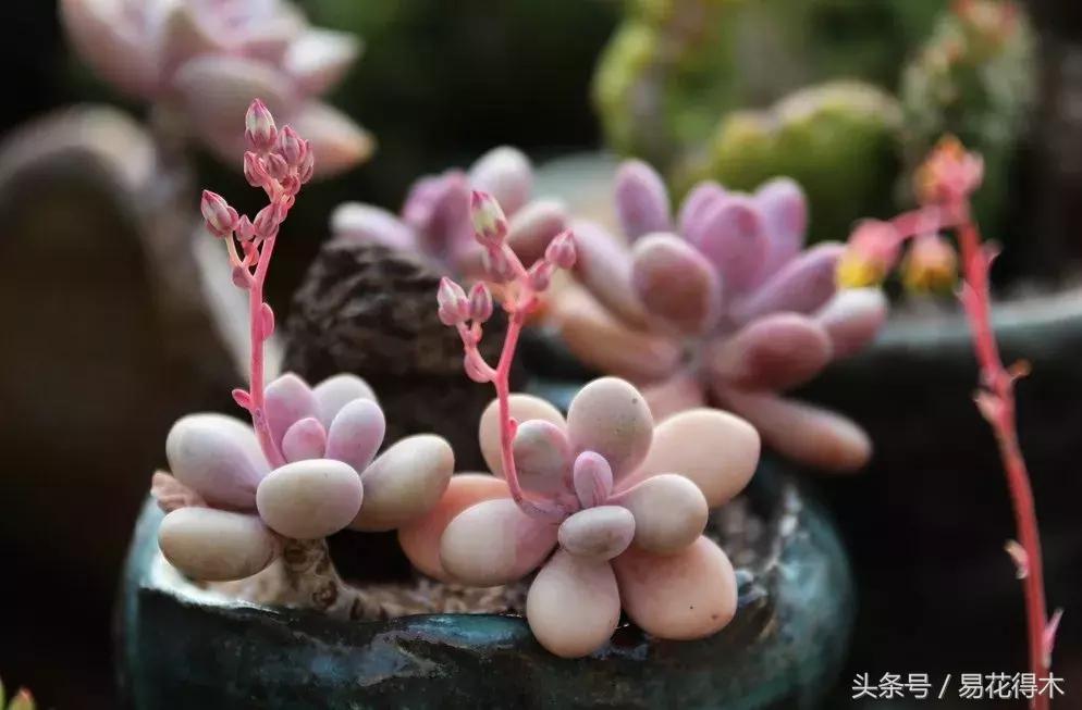 多肉叶片有霉灰怎么办,多肉植物发霉