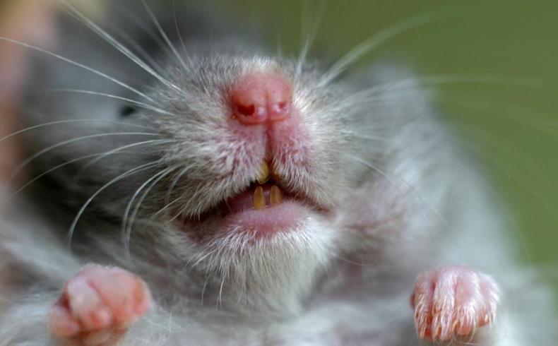 仓鼠怎么磨牙才正确,仓鼠磨牙用什么才好用