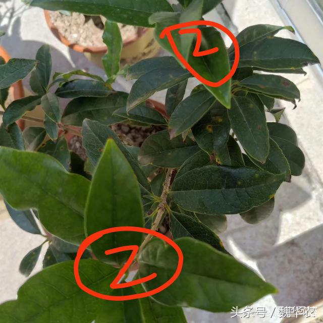 桂花树叶枯病怎么治疗,桂花树叶斑病落叶