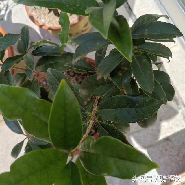 桂花树叶枯病怎么治疗,桂花树叶斑病落叶