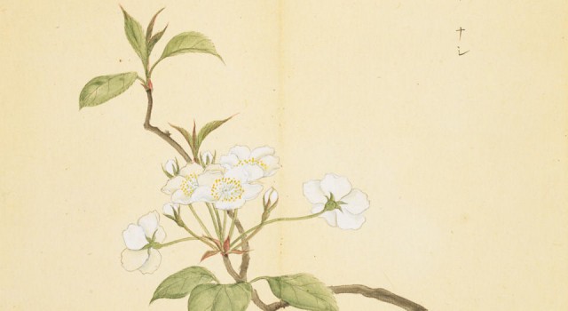 诗经蒹葭的传说,三千年传说中的蒹葭