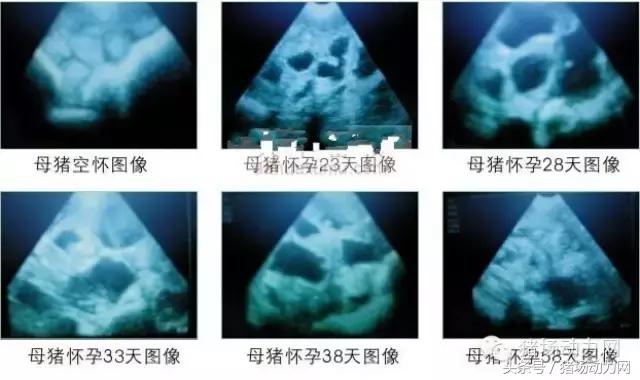 母猪b超图像如何看,怀孕100天的母猪b超影像