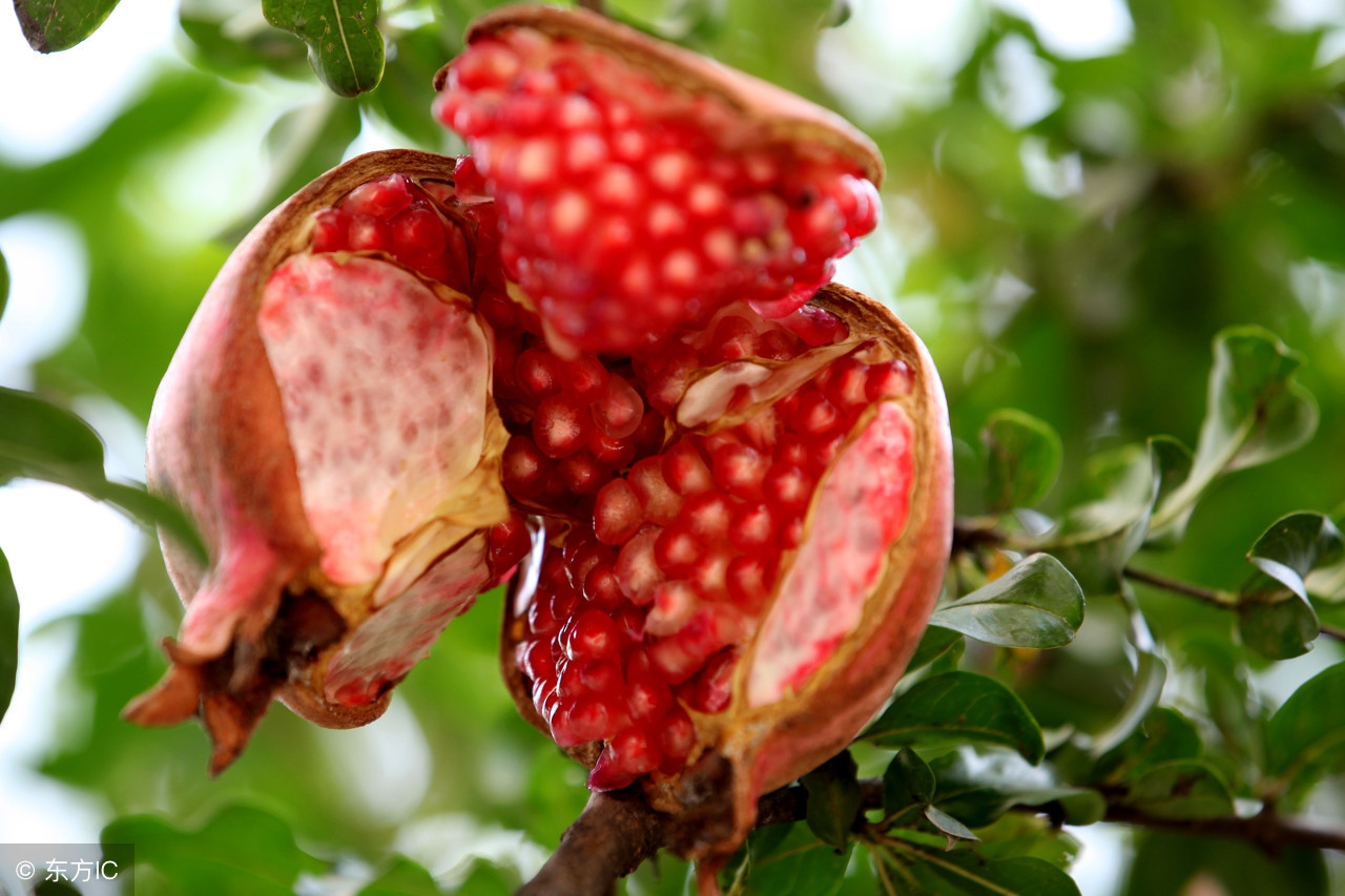 石榴树裂皮病怎么防治,石榴树怎样管理结的石榴果不裂开