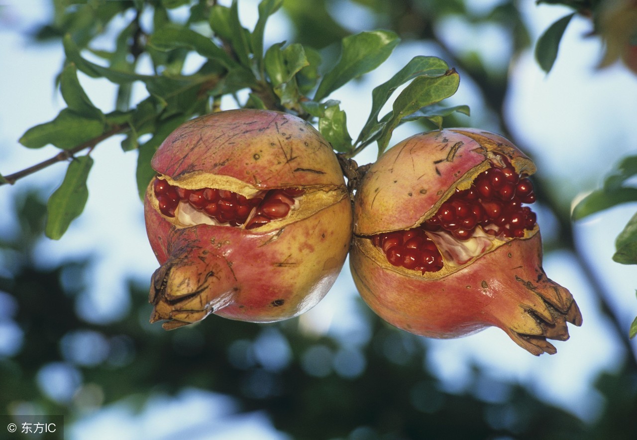 石榴树裂皮病怎么防治,石榴树怎样管理结的石榴果不裂开