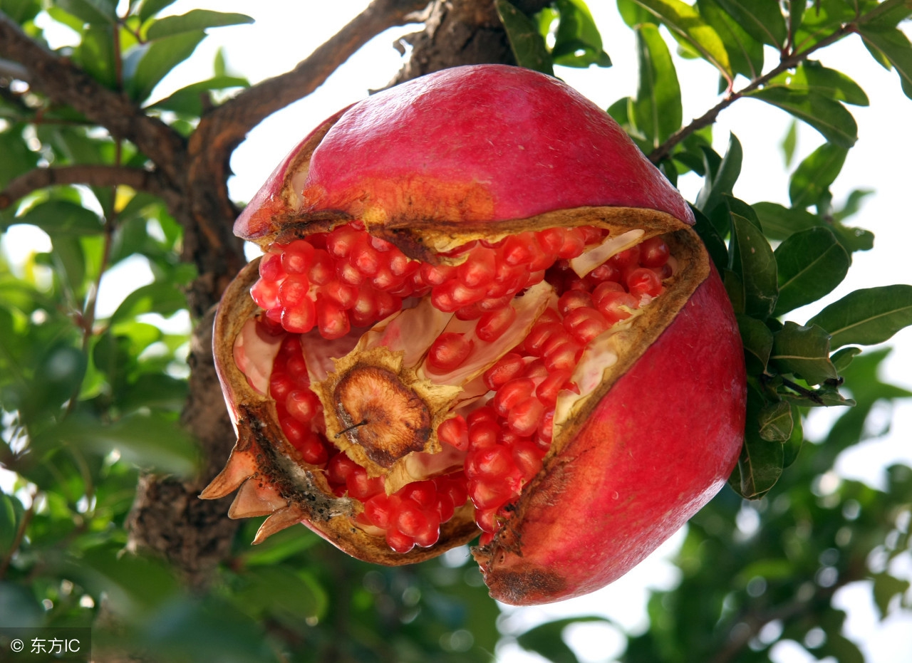 石榴树裂皮病怎么防治,石榴树怎样管理结的石榴果不裂开