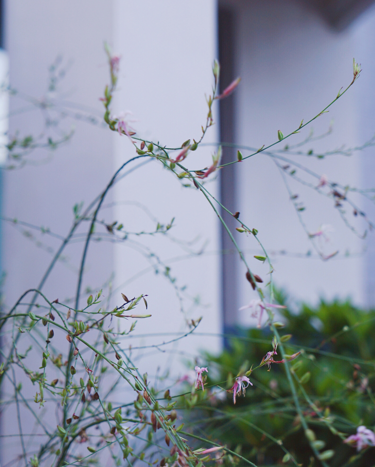 杭州西湖竹涧庭民宿踏春之旅,杭州民宿客栈里的美景攻略