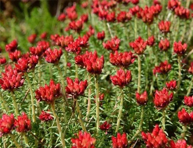 青海湖八月花海,七八月的青海湖油菜花