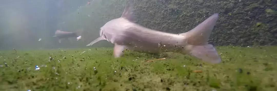 鱼塘养鱼怎么防死,阴雨天鱼塘管理