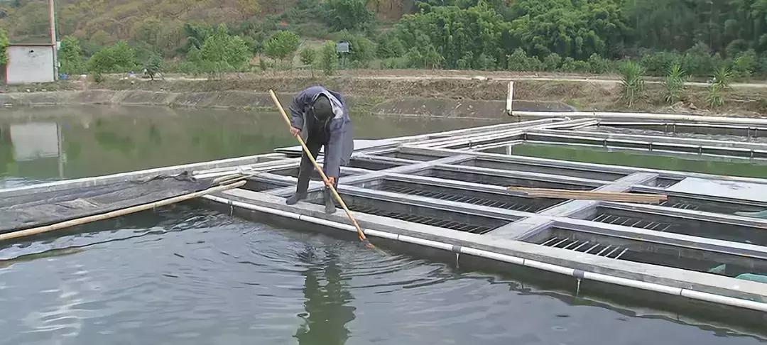 鱼塘养鱼怎么防死,阴雨天鱼塘管理