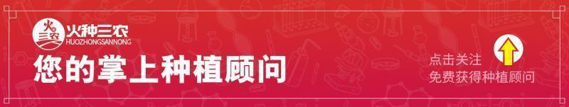 茄子辣椒生虫了,危害辣椒茄子的害虫图片