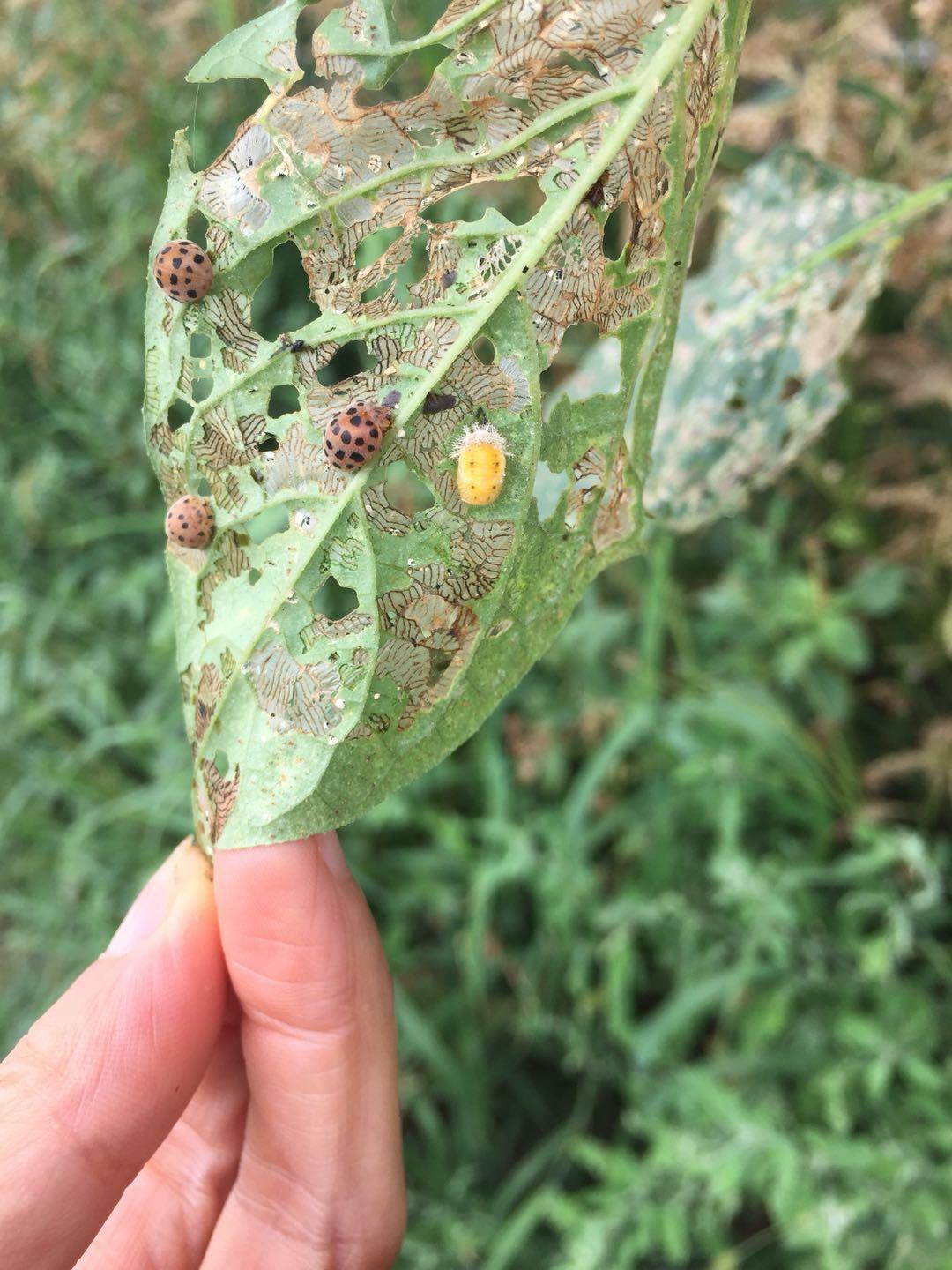 茄子辣椒生虫了,危害辣椒茄子的害虫图片