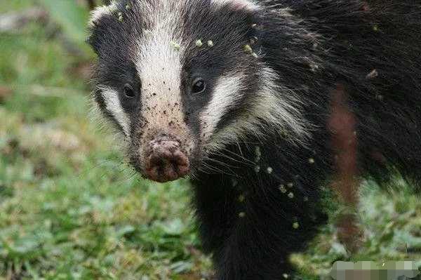 非洲平头哥勇猛无比，它的*亲近**在我国多达三种，一种是金刚狼原型