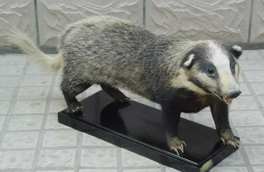 非洲蜜獾天不怕地不怕,我国这三种也不是吃素的,金刚狼原型是它