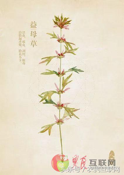 农村随处可见的益母草，对女人竟然这么重要