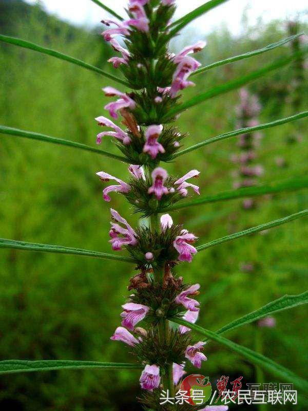 农村随处可见的益母草，对女人竟然这么重要