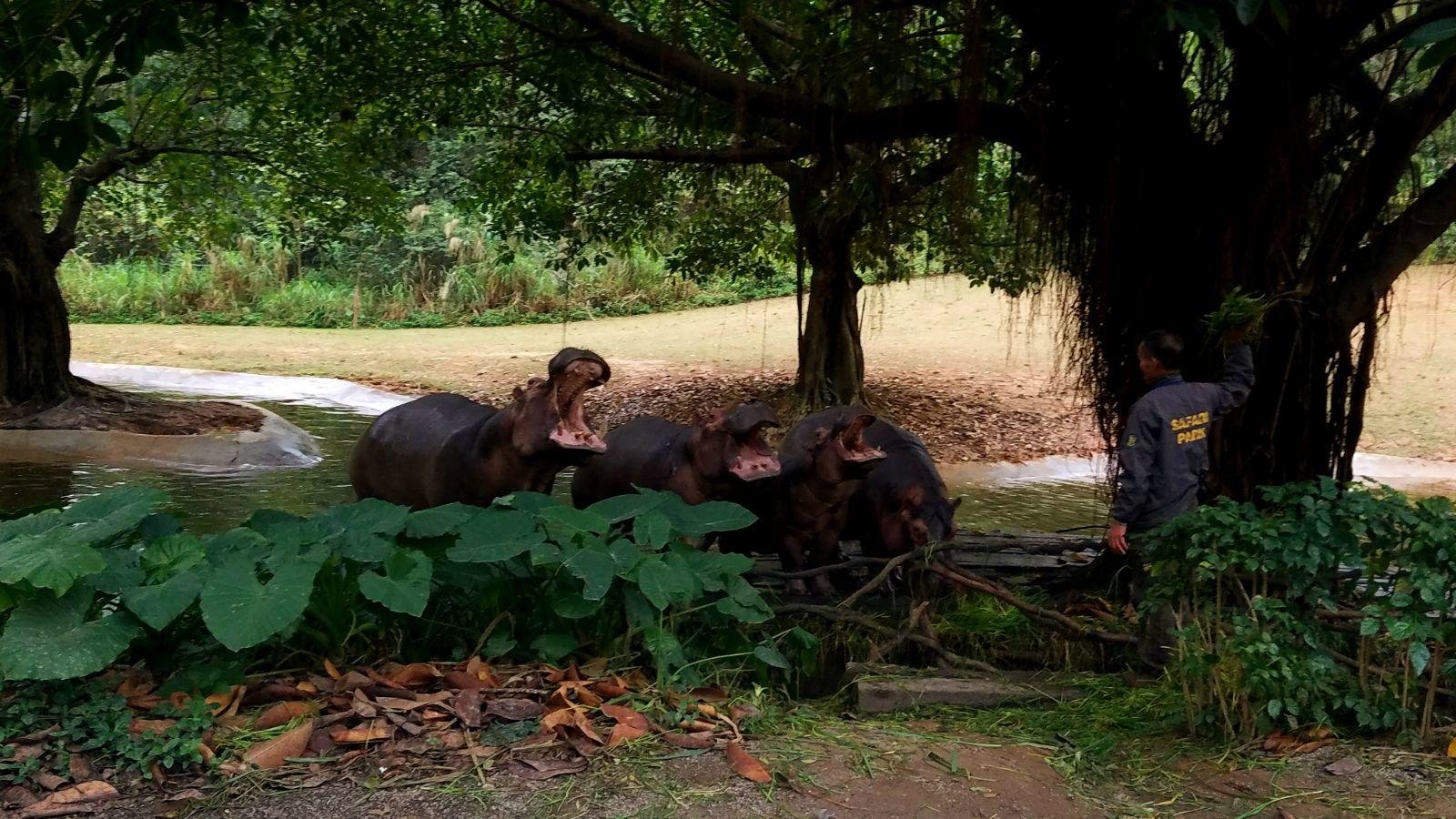 长隆广州野生动物园带娃游玩攻略,一大一小亲子游长隆野生动物园