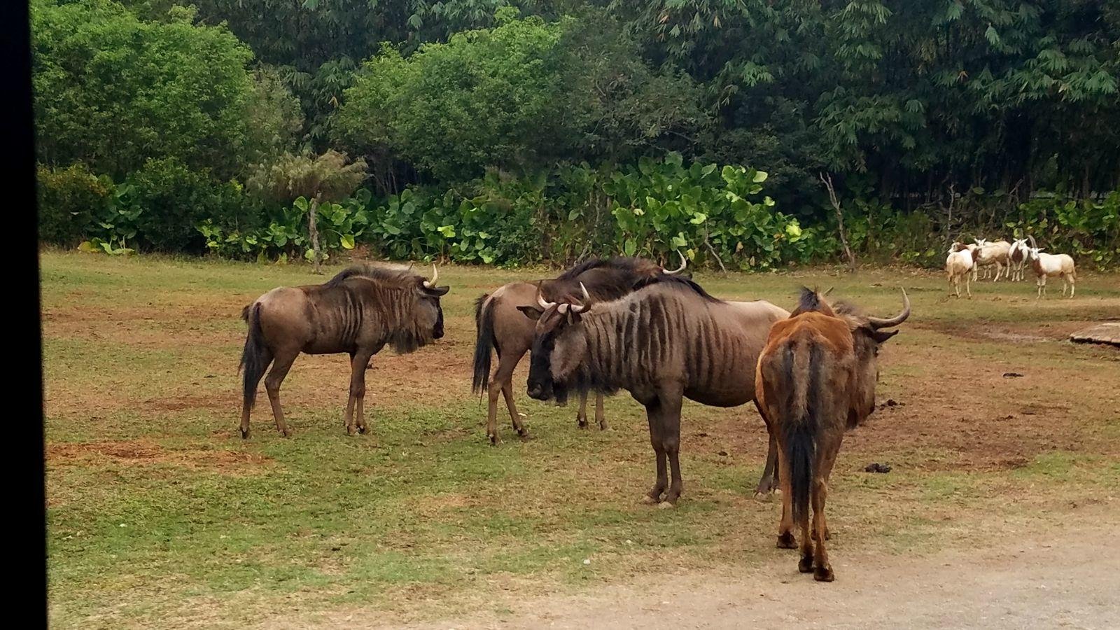 长隆广州野生动物园带娃游玩攻略,一大一小亲子游长隆野生动物园