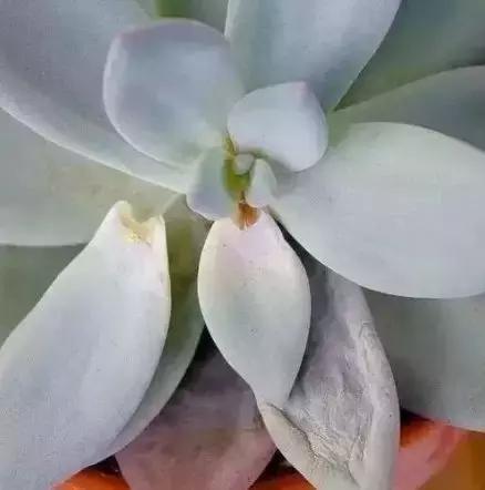 夏季多肉黑根烂根怎么处理,多肉赤腐病的处理方法