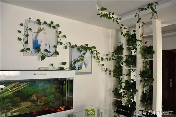 好养的绿萝怎么养小技巧科普,绿萝怎么养才能更旺盛不会变绿