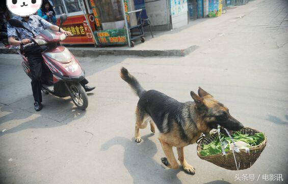 德牧犬报恩保安,小哥救下德牧犬后续