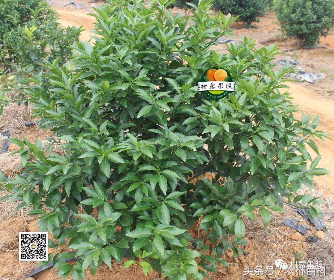 沃柑真假,真假沃柑