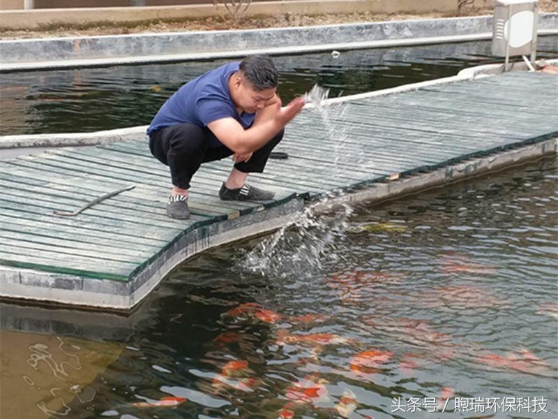 锦鲤鱼池过滤系统教程全过程,锦鲤鱼池过滤系统推荐