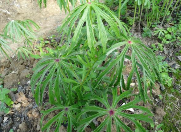 一种不知名的野草还卖到几十块钱,农村有一种神奇的野草