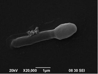 产苞乳酸菌——凝结芽孢杆菌，了解一下！