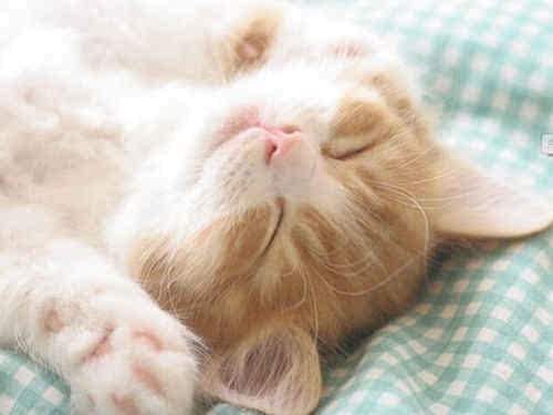 猫癣反反复复好不了怎么办,如何确定猫癣痊愈了