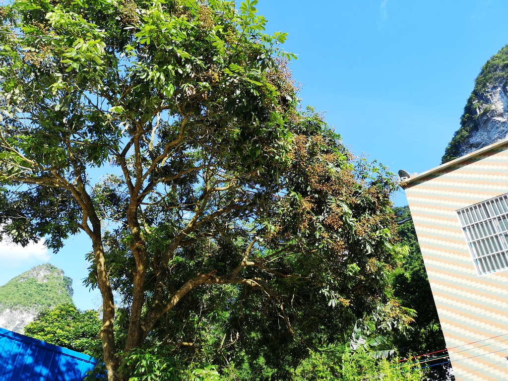 2018年广西荔枝滞销,广西龙眼滞销