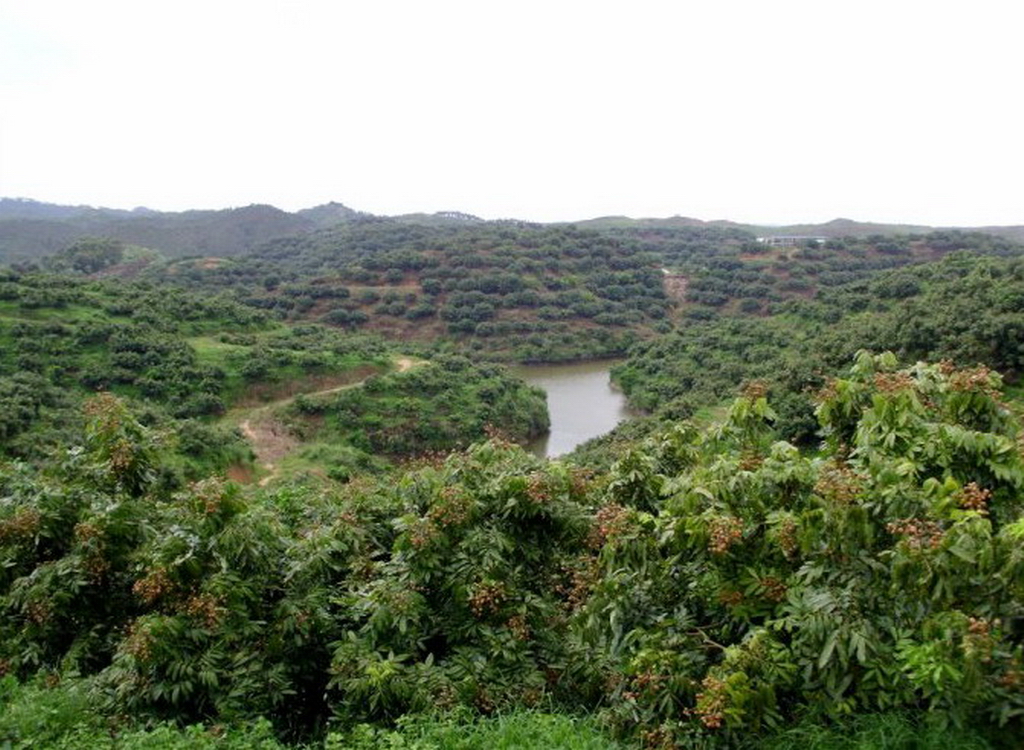2018年广西荔枝滞销,广西龙眼滞销
