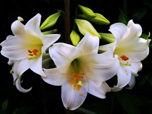 养的百合花为什么叶子发黄,为什么自己的百合花干不硬