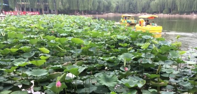 北京哪些公园对18岁以下免费,北京60岁以上老人免费公园明细