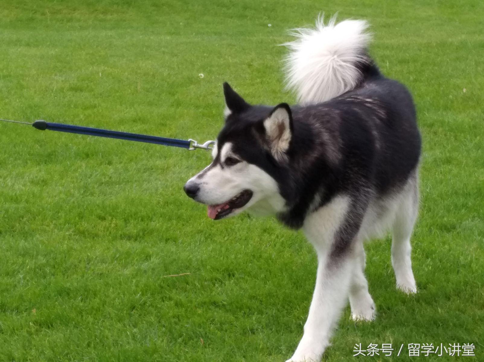 在加拿大生活真的非常舒服,加拿大纳奈莫生活体验