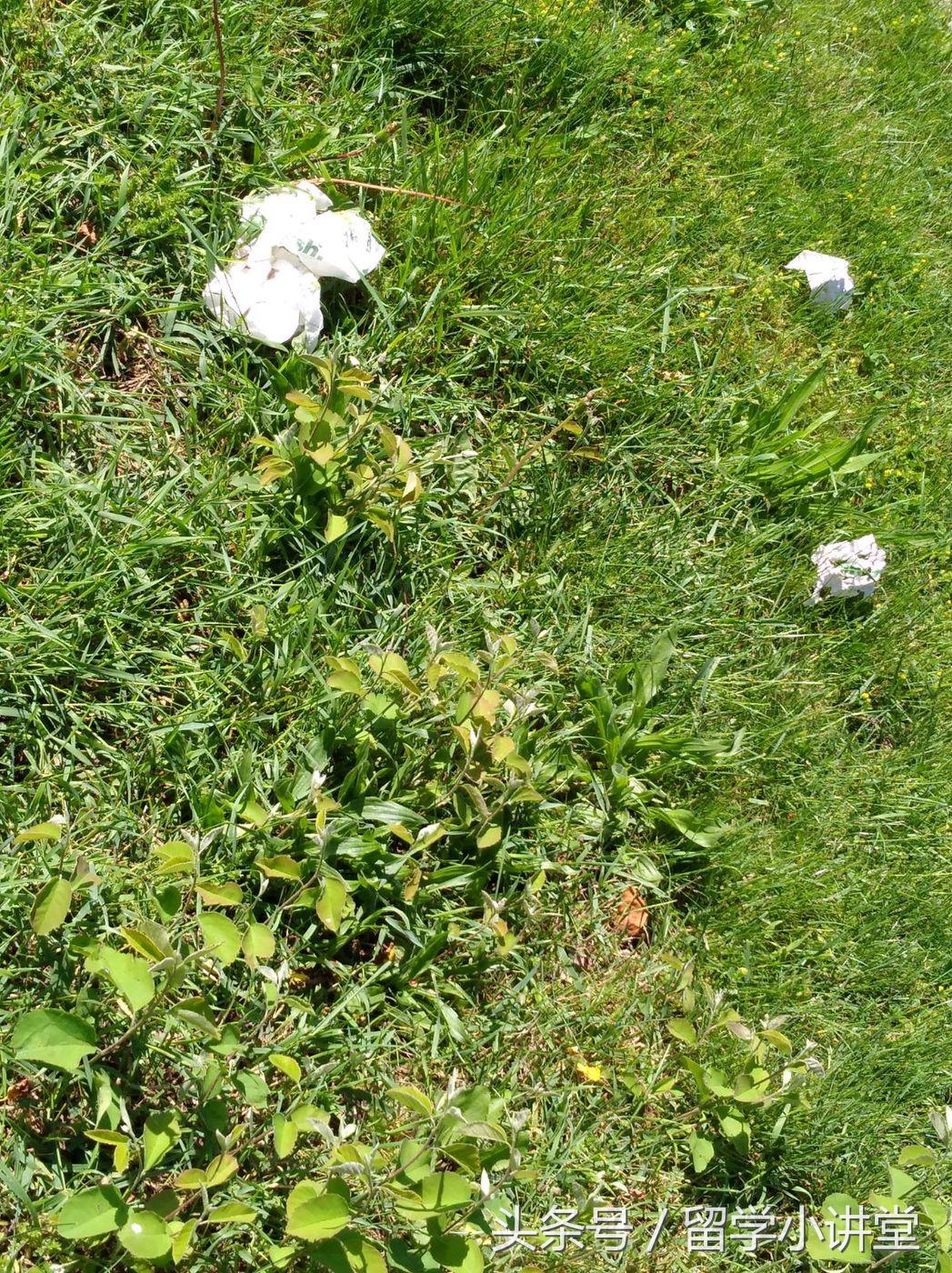 在加拿大生活真的非常舒服,加拿大纳奈莫生活体验