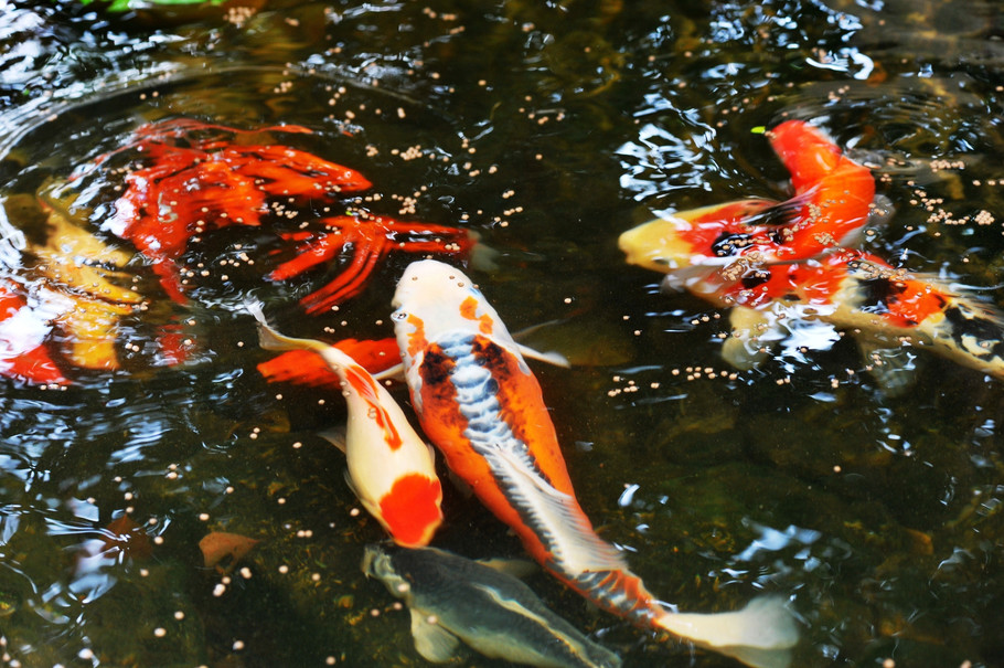 锦鲤在鱼缸里和什么鱼混养,锦鲤在鱼缸里的最佳养殖方法