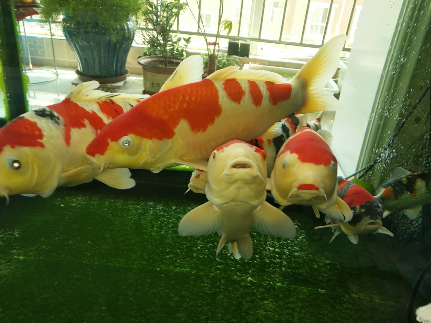 他来自河北小县城,两条锦鲤养了8年