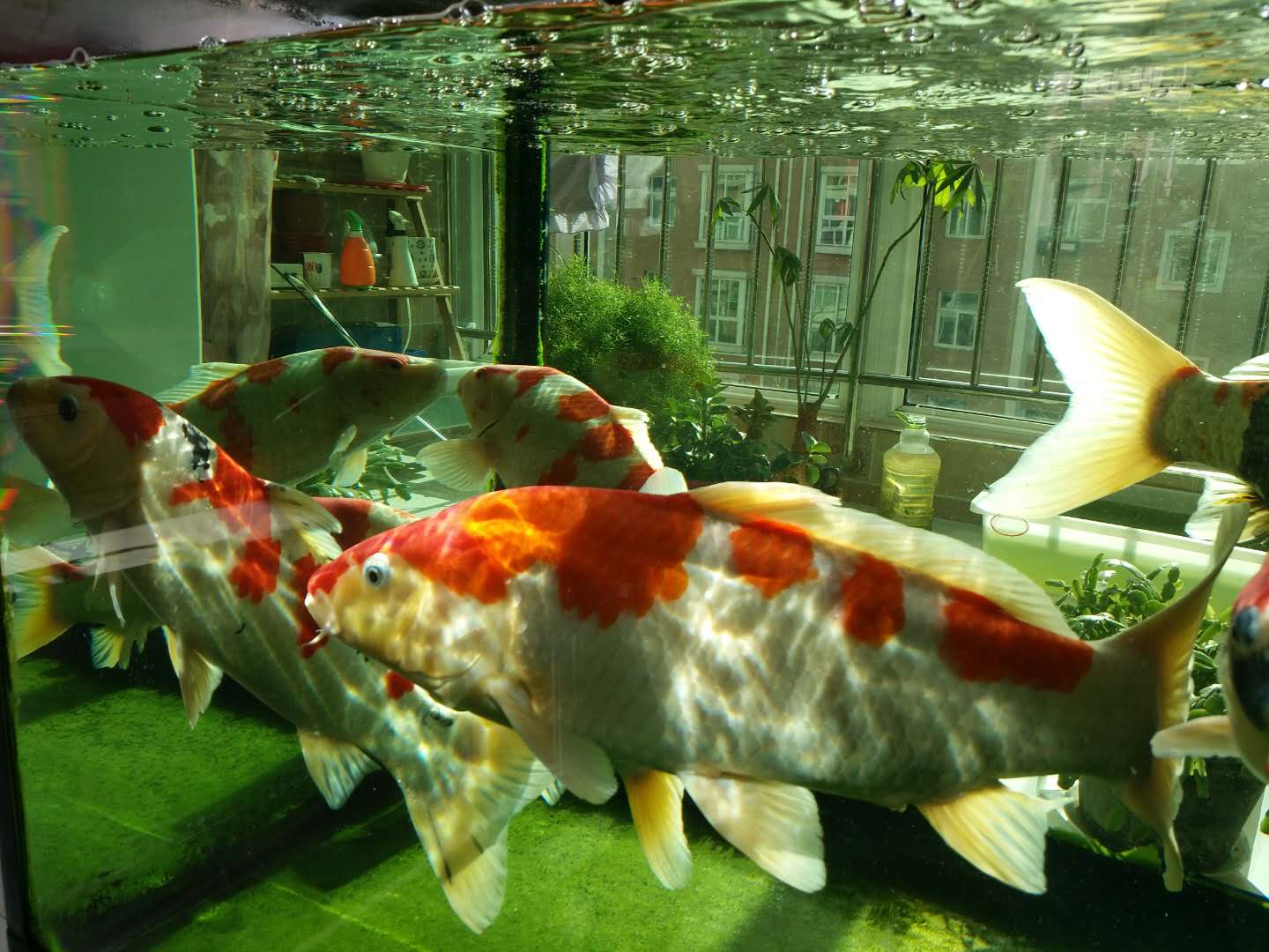 他来自河北小县城,两条锦鲤养了8年