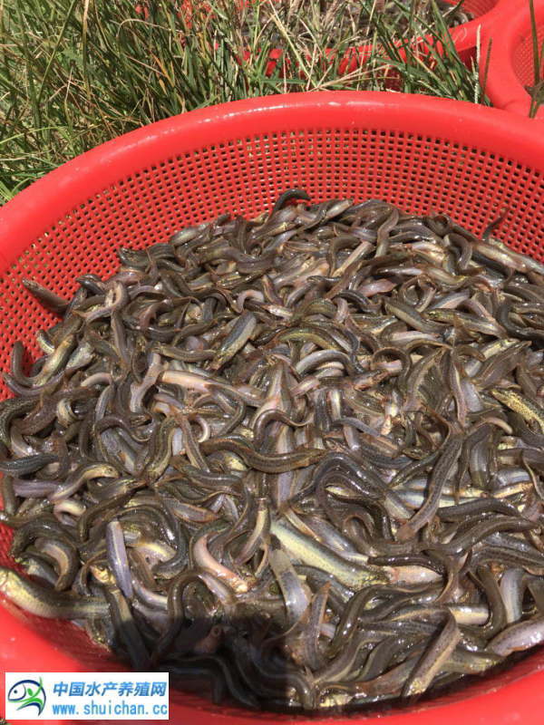 泥鳅养殖前景与利润有多大,泥鳅养殖一亩地能赚多少钱
