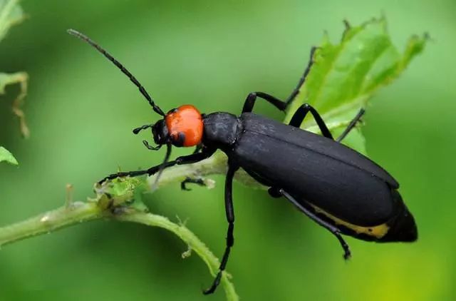 8种农药防治蔬菜害虫的药效试验,蔬菜害虫最佳防治方法
