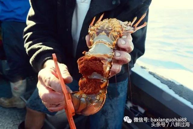 新西兰红色岩龙虾,新西兰岩龙虾介绍