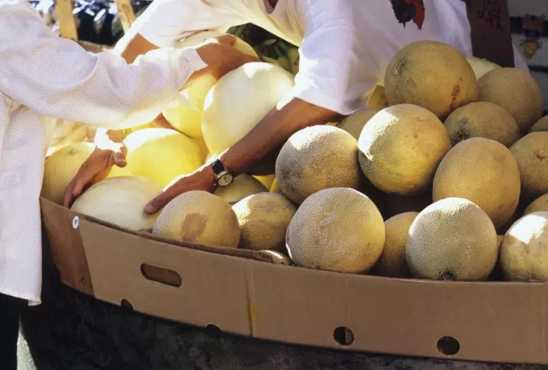 甜瓜｜伊丽莎白、金蜜、白兔、京玉、鲁厚甜1号、蜜兰、流星……