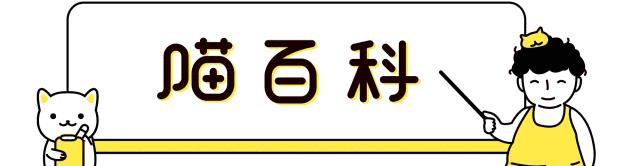 「喵百科」从胡须、耳朵、尾巴看透猫在想什么！