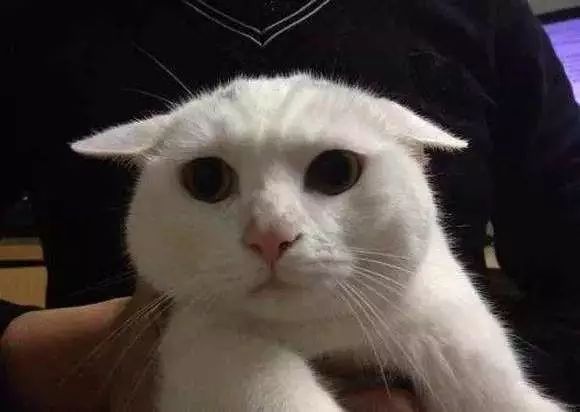 「喵百科」从胡须、耳朵、尾巴看透猫在想什么！